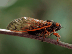Billions, probably trillions, of cicadas are emerging this month across the eastern United States in a monster swarm known as Brood X or brood 10.