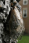 A newly emerged adult cicada dries its wings on a tree in Arlington, Virginia May 12, 2004.