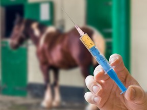 A veterinarian holds a needle up infront of a horse. People are turning to horse medication to treat COVID-19 despite experts warning against the drug.