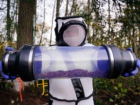 Sven Spichiger, Washington State Department of Agriculture managing entomologist, displays a canister of Asian giant hornets vacuumed from a nest in a tree behind him on Oct. 24, 2020, in Blaine, Washington.