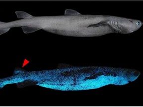 Researchers believe that a shark's glow can camouflage from predators lurking in deeper waters.