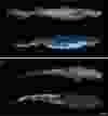 (A) Lateral daylight view and luminescent pattern highlighting the dorso-ventral luminous pattern. (B) Dorsal daylight view and luminescent pattern.