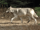 File photo of a grey wolf Kootenay National Park. Research indicates the mortality of wolves increases significantly once they leave the relative safety of national parks.
