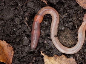 How to spot the difference in a regular earthworm and the jumping worm: The clitellum — the lighter-coloured band that holds the reproductive organs is pink, and near the middle of the body but on jumping worms, it’s milky white and sits nearer the head, and goes completely around the body rather than just partway.