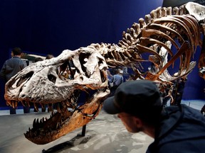 Visitors look at a 67 million year-old skeleton of a Tyrannosaurus rex dinosaur named Trix during the first day of the exhibition "A T-Rex in Paris" at the French National Museum of Natural History in Paris, France, June 6, 2018.