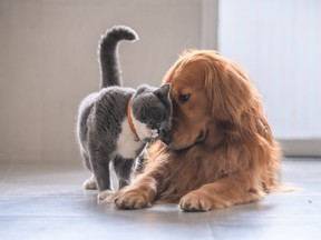 British short hair cat and golden retriever