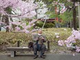 A man reads amidst blossoming cherry trees in Tokyo on March 22, 2021. Rex Murphy recommends reading the A.E. Housman poem Loveliest of Trees to take a pause from the worries of the pandemic.