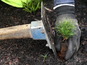 Harvey's has committed to planting 25,000 trees this year in partnership with Tree Canada.