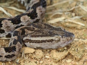 Scientists compared the venom glands of this snake, called Habu, with the salivary gland tissues of other animals.