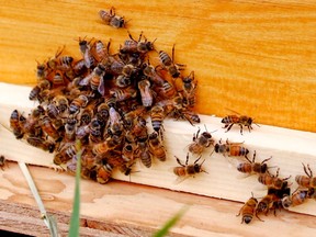 A group of honey bees pour out of the side of one of the four new beehives that now call the Northlands Urban Farm, on 79 Street and 113 Avenue, home in Edmonton, AB on Wednesday, June 25, 2014.