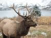 It was never really about the elk.