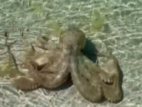 An angry octopus heads towards Lane Karlson before lashing out in a video that has since been viewed over 300,000 times.