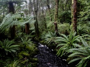 A pest-trapping track line crosses a stream in Coal Island’s rainforest.