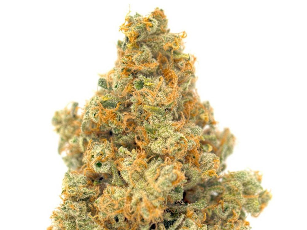 MTL Cannabis launched their Sage N Sour cultivar in October 2020. The sativa-dominant cross between Sour Diesel and S.A.G.E. is high in THC but also has a punch of CBG. PHOTO BY MTL CANNABIS