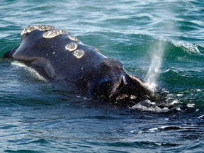 Experts estimate fewer than 400 North Atlantic right whales survive.