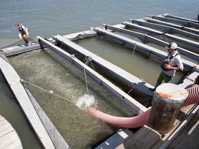 Juvenile chinook salmon get released into the ocean after being transported from the Nimbus Fish Hatchery in the Central Valley to Mare Island, California on May 11