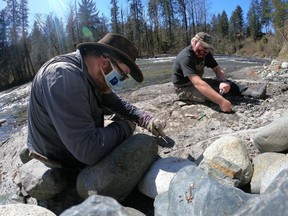 Experts at the Royal B.C. Museum believe the approximately 84-million-year-old fossil found by Russell Ball on Vancouver Island may be one of two known species of ancient sea turtle previously found in the area. Or, it could be a new species altogether.
