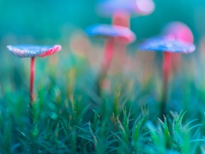Mushrooms containing psilocybin grow in the forest. SUPPLIED