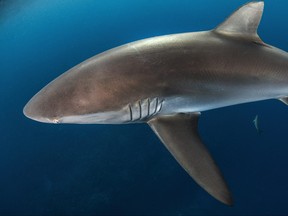 The threatened silky shark.