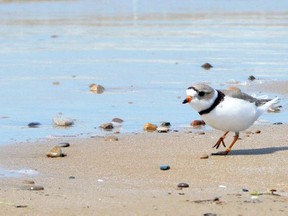 An endangered piping plover scurries along the sand at Sauble Beach on Wednesday, May 2, 2018 in this file photo.