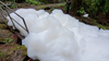 Foam was seen billowing out of a drainage culvert in the forested creek area.