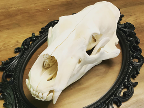 A polar bear skull that Rondeau posted on her business FaceBook page, which she has now put on hiatus.
