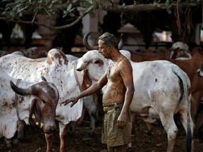 Uddhav Bhatia, a frontline worker, touches a cow after applying cow dung on his body during "cow dung therapy", believing it will boost his immunity to defend against the coronavirus disease (COVID-19) at the Shree Swaminarayan Gurukul Vishwavidya Pratishthanam Gaushala or cow shelter on the outskirts of Ahmedabad, India, May 9, 2021.