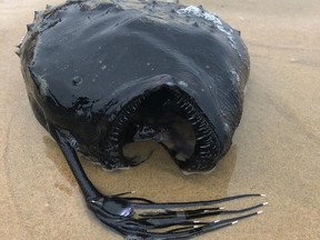This anglerfish, presumed to be a Pacific Football Fish, washed up on the shore of a state park last weekend. And yes, it is the same species as the one in Finding Nemo.