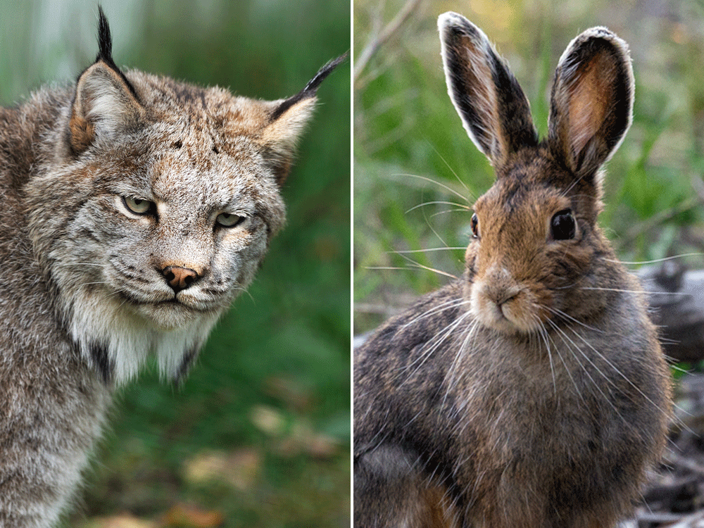 Winter Wildlife Pt. 3: The Ecology of Canada Lynx and Snowshoe Hare -  Grizzly bear conservation and protection