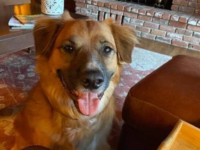 Tilly, a 2-year-old border collie and red heeler mix.