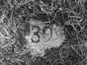 Ein Grabstein, der eines von 72 Gräbern auf dem Friedhof der Battleford Industrial School bezeichnet.  Die Gräber wurden 1974 von einem Team der University of Saskatchewan ausgegraben. 