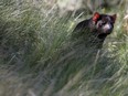 A Tasmanian Devil sits in tall grass on November 17, 2015.