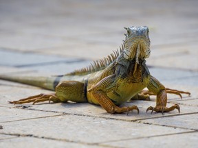 An iguana lounges on the pavement during a hot day in Florida.