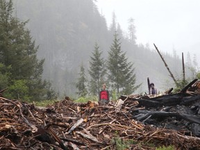 Protesters stand on debris of a cutblock as Royal Canadian Mounted Police officers arrest those manning the Waterfall camp blockade against old growth timber logging in the Fairy Creek area of Vancouver Island, near Port Renfrew, B.C., on May 24, 2021.