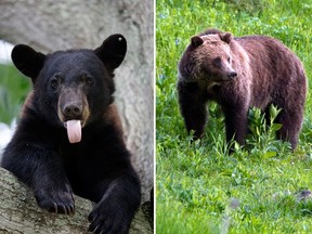 A black bear is on the left, a grizzly on the right. If circumstances dictate, only play dead with the grizzly.