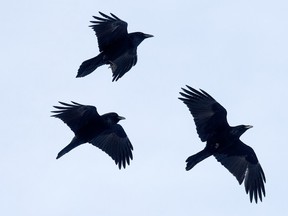 A group of crows appears to chase and play in the air above the Alberta Aviation Museum, in Edmonton Monday Jan. 4, 2021.