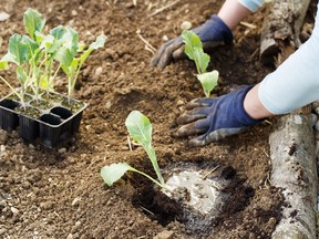 The hot Edmonton weather has not entirely been helpful for the gardening season so far.