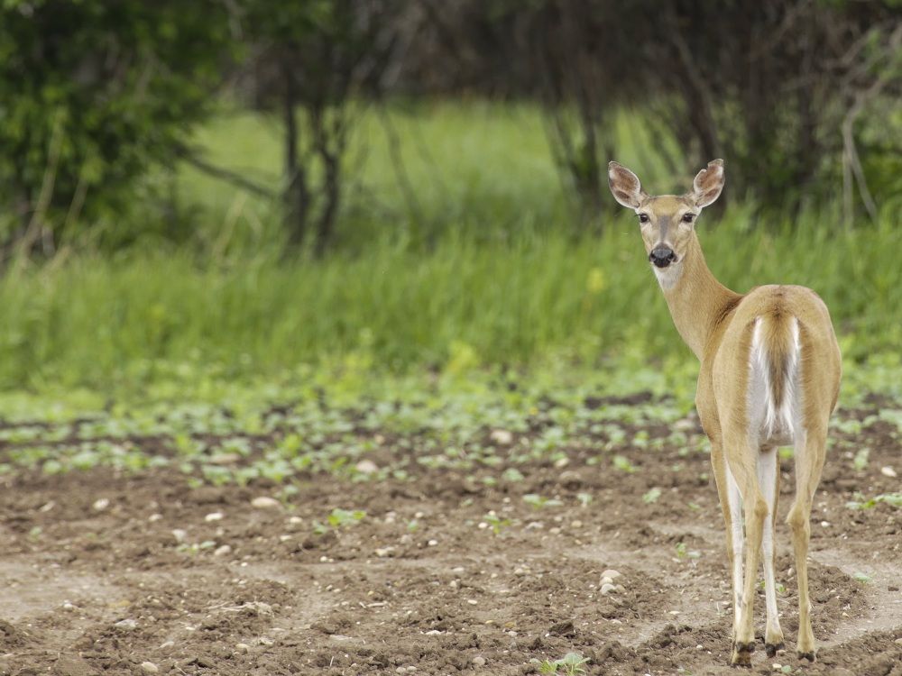 Spreading wildlife disease threatens deer, elk — and maybe humans, new ...