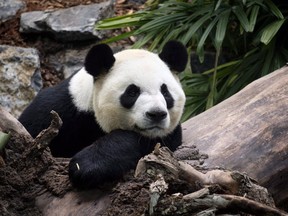 CP-Web. Da Mao, an adult male panda bear, looks on at the Calgary Zoo during the opening of its giant panda habitat, Panda Passage, in Calgary, Alta., Monday, May 7, 2018.