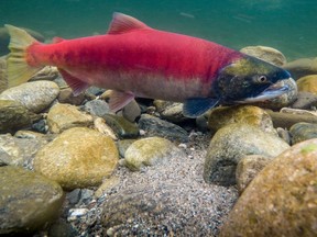 A female sockeye salmon fins in the current of the Adams River at Tsœtswecw Provincial Park near Chase, B.C., in, September, 2018.
