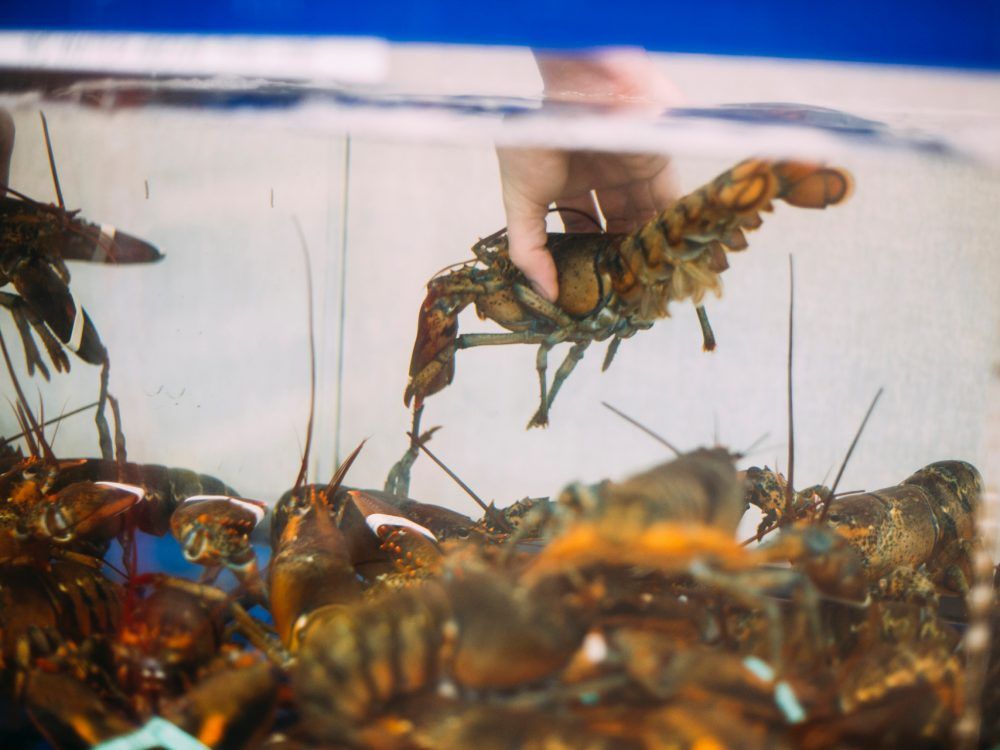 Unnecessarily Cruel U K Weighing Ban On Boiling Lobsters Alive National Post