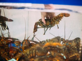 Shift lead Steffan Keeney reaches for a live lobster at the Marginal Way Walgreens in Portland, ME on Friday, May 29, 2015.