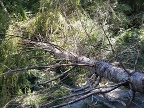 According to B.C. RCMP, 18 living trees were cut with chainsaws, and felled across the road.