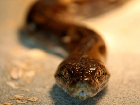 In this file photo, a reticulated python is seen at a snake farm in Tainan, southern Taiwan, on February 5, 2013.