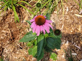 An echinacea flowers in the yard of Ottawa columnist John Robson, who says he has been "reading polemics about letting things grow."