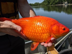 One of several large goldfish pulled from Keller Lake, in Minnesota, U.S.