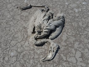 The remains of a flamingo that died of drought, which activists connect with the irrigation techniques in the region, is seen in Turkey's Lake Tuz, one of the largest hypersaline lakes in the world, near Cihanbeyli a town in Konya province, Turkey, July 14.
