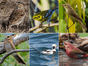 A McCown’s longspur, top left, and a Townsend warbler, top middle, are among the bird species with names that hail back to colonialists. While the Blyth’s reed warbler, top right, Australian owlet-nightjar, Long-tailed duck and Jameson’s firefinch, bottom row left to right, have or once had "problematic" names.