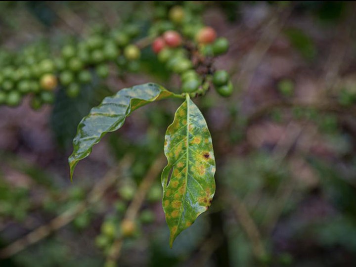  COVID-19’s socio-economic effects will likely cause another severe production crisis in the coffee industry, according to a Rutgers University-led study.