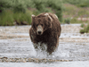 Stock image of an Alaskan grizzly bear.